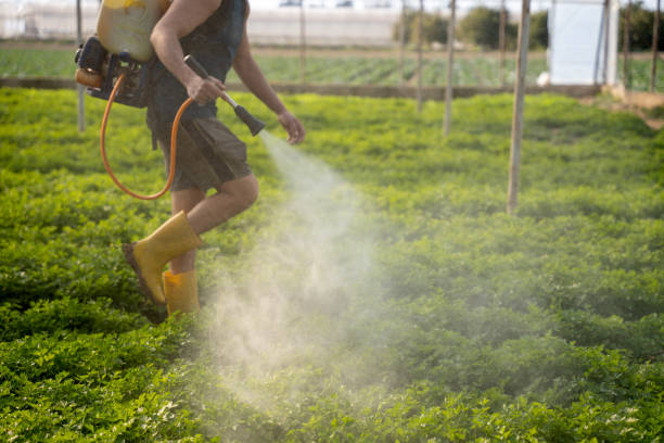 Best Local Pest Control Services  in Dry Ridge, KY