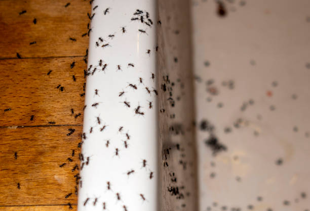 Best Rat Extermination Near Me  in Dry Ridge, KY